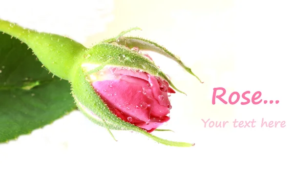 漂亮的玫瑰 — 图库照片