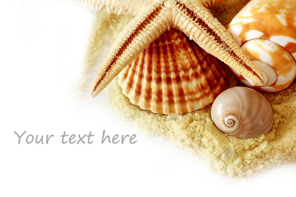 Sand und Muscheln über weiß.holiday concept .seashells border — Stockfoto