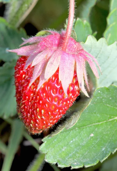 Φράουλα — Φωτογραφία Αρχείου