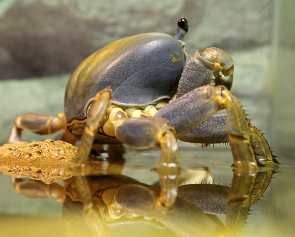 stock image A crab