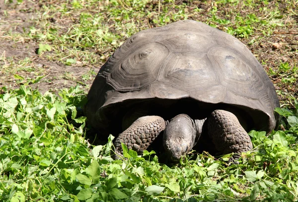 stock image Giant turtle