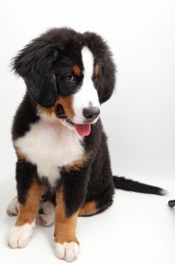 Bernese dağ köpeği