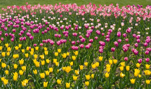 Tulipanes amarillos, rosados y morados — Foto de Stock