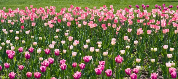 Wit, roze en paarse tulpen — Stockfoto