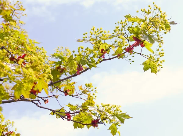 Maple tak met jonge bladeren — Stockfoto