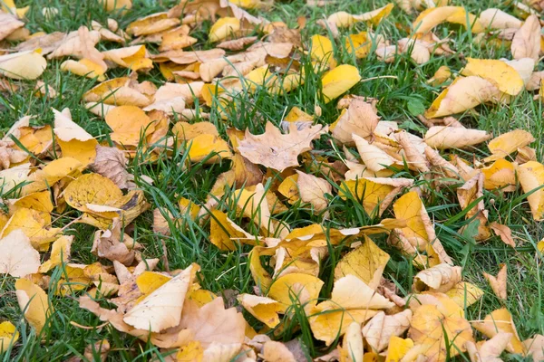 Πεσμένα φύλλα φθινοπώρου — Φωτογραφία Αρχείου