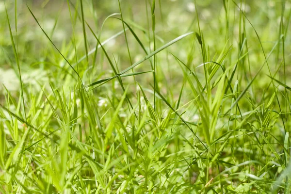 Textur des grünen Grases — Stockfoto