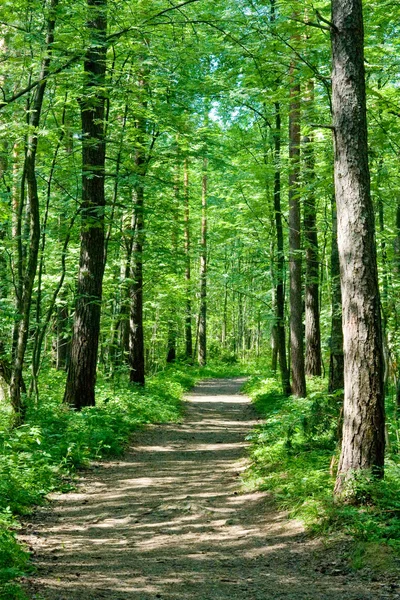 Camino en el bosque de verano — Foto de Stock