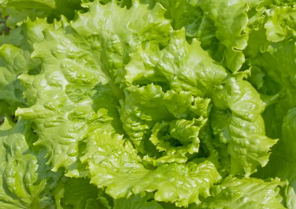 Fejes salátával — Stock Fotó