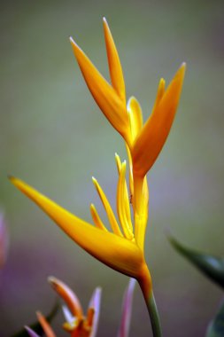 cennet kelebekler. heliconia Borneo.