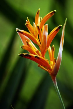 cennet kelebekler. heliconia Borneo.