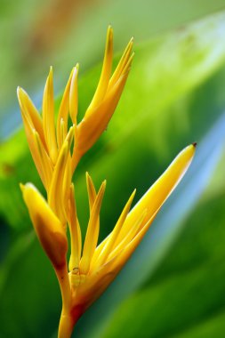 cennet kelebekler. heliconia Borneo.