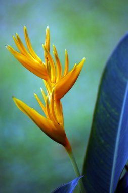 cennet kelebekler. heliconia Borneo.