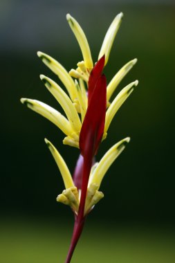 cennet kelebekler. heliconia Borneo.