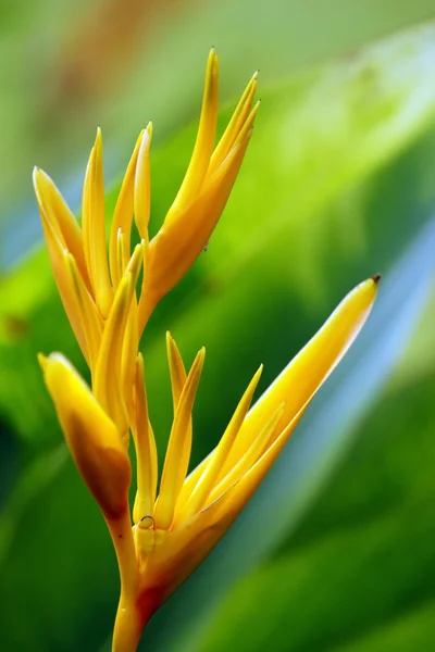파라다이스 나비입니다. 보르네오의 heliconia. — 스톡 사진