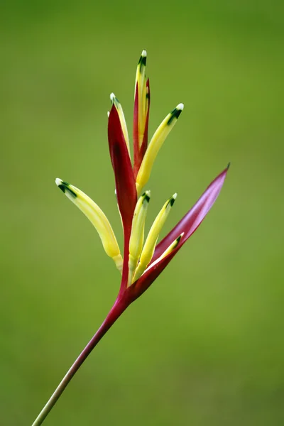 파라다이스 나비입니다. 보르네오의 heliconia. — 스톡 사진