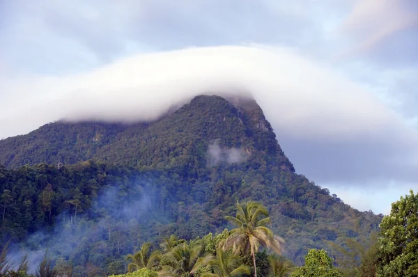 stock image In an island Borneo jungle.