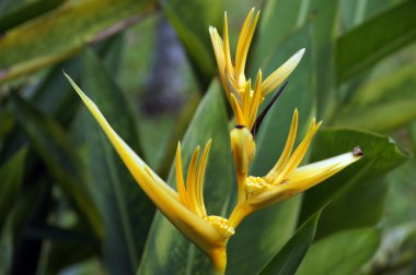 Paradise butterflies. Helikonia of Borneo.