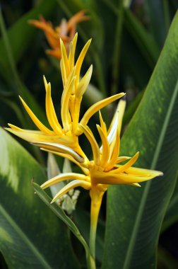 Paradise butterflies. Helikonia of Borneo.