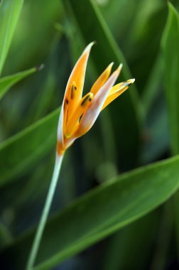 Paradise butterflies. Helikonia of Borneo.