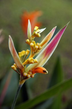 Paradise butterflies. Helikonia of Borneo.