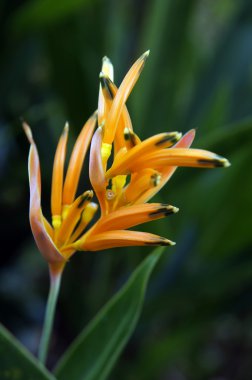 Paradise butterflies. Helikonia of Borneo.