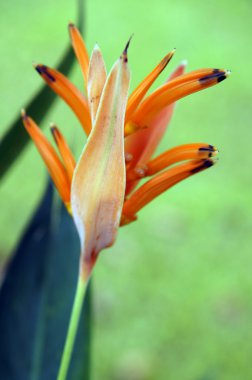 Paradise butterflies. Helikonia of Borneo.