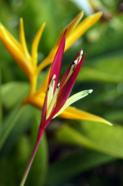 Paradise butterflies. Helikonia of Borneo.