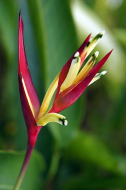 Paradise butterflies. Helikonia of Borneo.