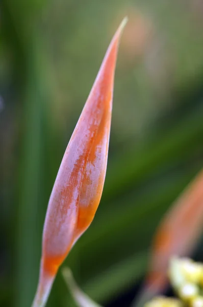 파라다이스 나비입니다. 보르네오의 helikonia. — 스톡 사진