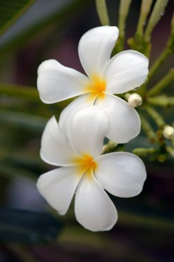 Paradise frangipani. Flowers of Borneo. clipart