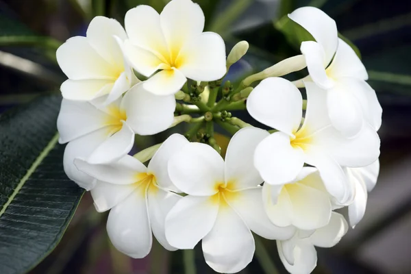 Paradise frangipani. Flowers of Borneo. — Stock Photo, Image