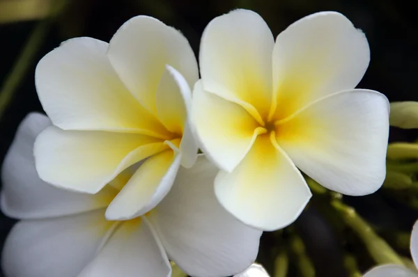 Paradies frangipani. Blüten von Borneo. — Stockfoto