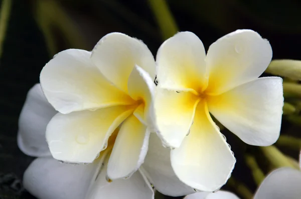 パラダイス フランジパニ。ボルネオ島の花. — ストック写真