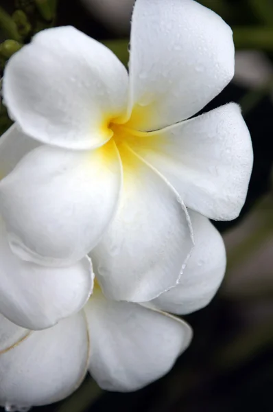 Paradise frangipani. Цветы Борнео . — стоковое фото