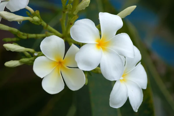 Paradies frangipani. Blüten von Borneo. — Stockfoto