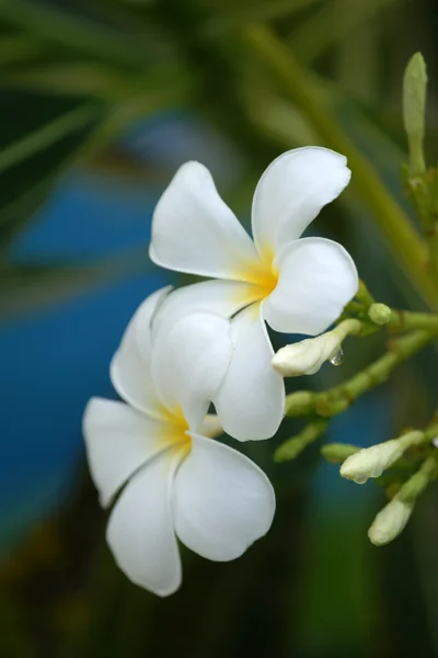 Frangipani Paraíso. Flores de Borneo . — Foto de Stock