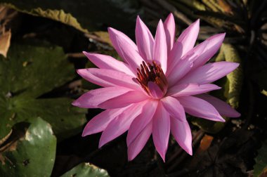 Lotus. Nilüfer Borneo.