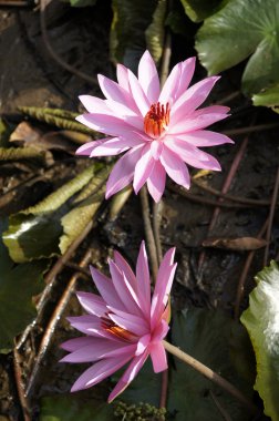 Lotus. Nilüfer Borneo.