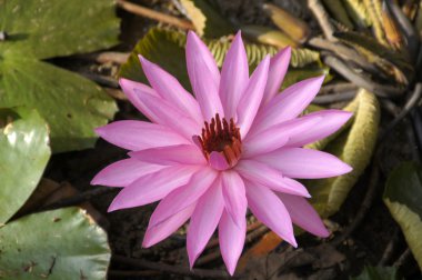 Lotus. Nilüfer Borneo.