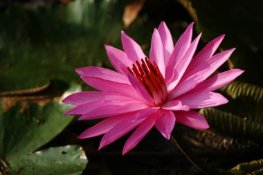 Lotus. Nilüfer Borneo.