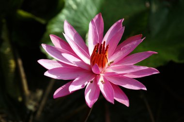 Lotus. Nilüfer Borneo.