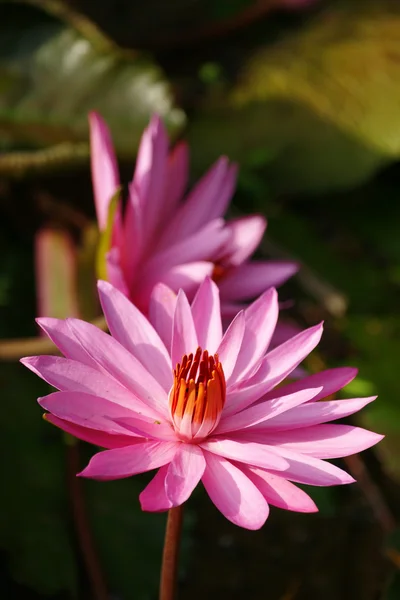 Lotus. Water lily of Borneo. — Stock Photo, Image