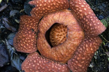 raflesia. Borneo Nepenthes çiçekler