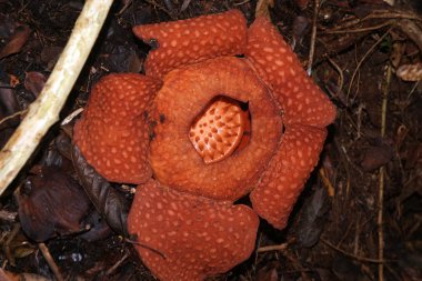 raflesia. Borneo Nepenthes çiçekler