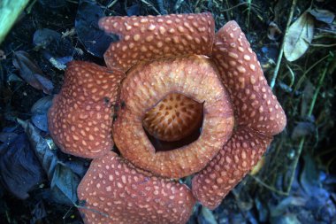 raflesia. Borneo Nepenthes çiçekler