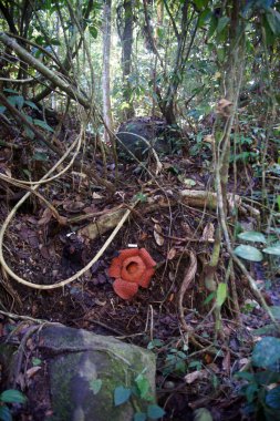 raflesia. Borneo Nepenthes çiçekler