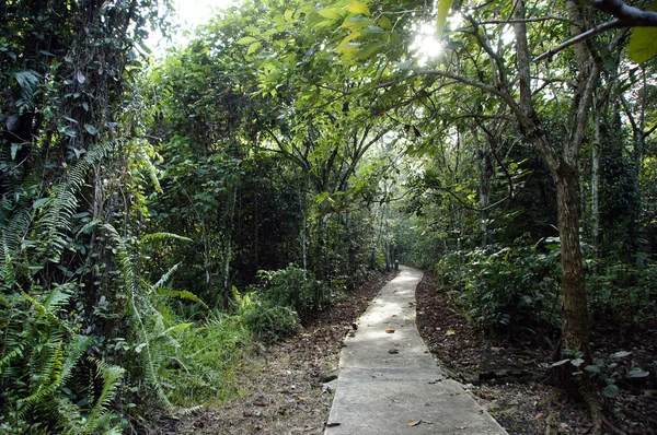 Dans une île de la jungle de Bornéo . — Photo