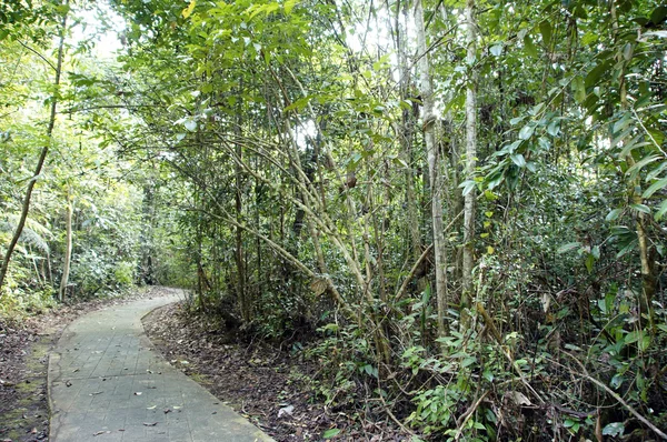 Im Dschungel der Insel Borneo. — Stockfoto