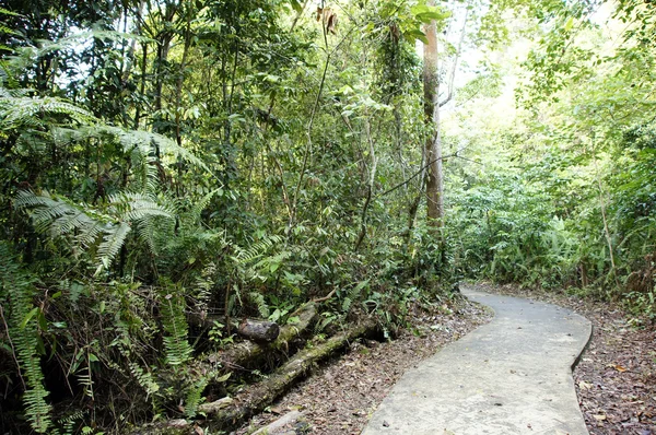 Im Dschungel der Insel Borneo. — Stockfoto
